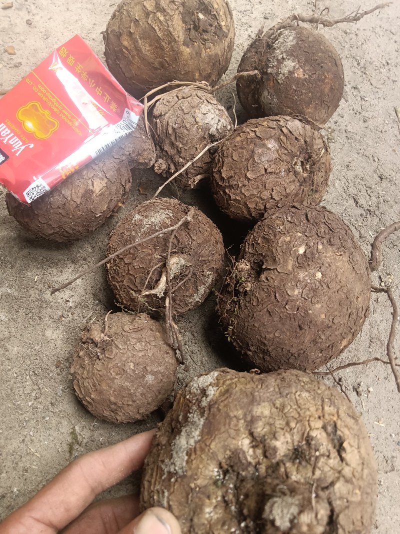 山乌龟红藤白心的各种规格大量出售需要购买联系