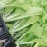 白菜苗耐热抗病大白菜苗越夏耐潮湿高产抗病毒