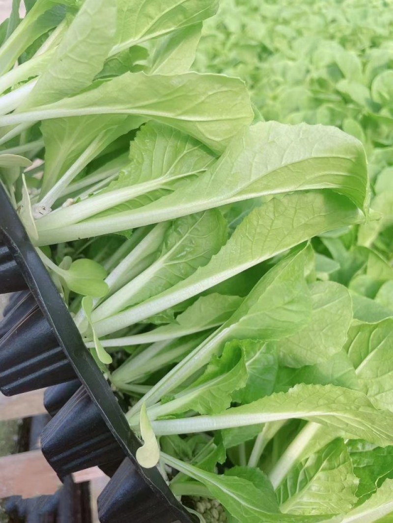白菜苗耐热抗病大白菜苗越夏耐潮湿高产抗病毒