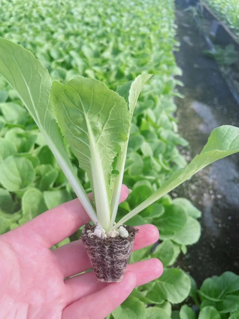 白菜苗耐热抗病大白菜苗越夏耐潮湿高产抗病毒