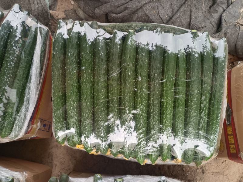 精品黄瓜，产地直供，一手货源，对接各大商超，全国发货