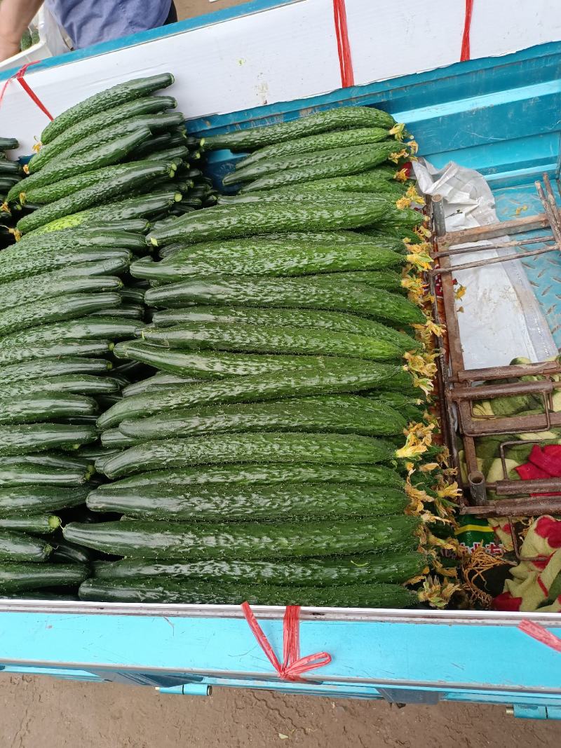 精品黄瓜，产地直供，一手货源，对接各大商超，全国发货