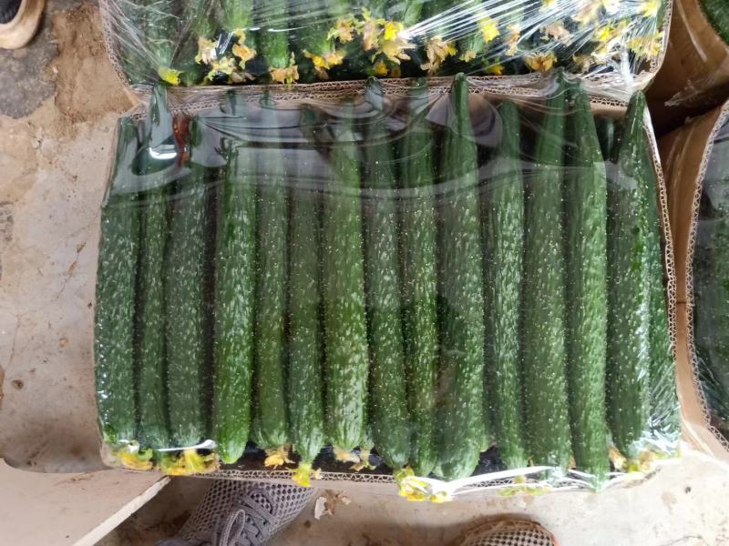 精品黄瓜，产地直供，一手货源，对接各大商超，全国发货