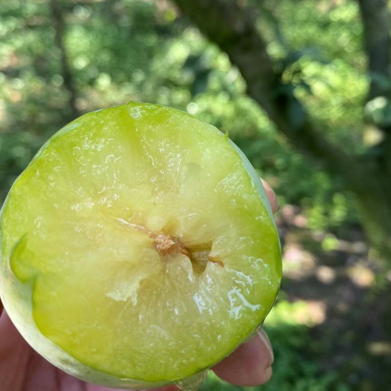 建瓯高山油奈李，油奈，桃形李，李子片，皮薄肉多酸甜可口