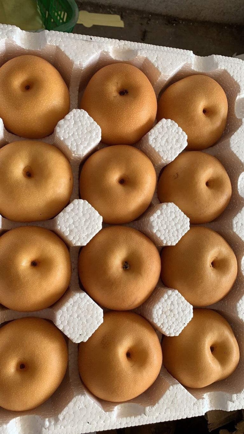 大量供应秋月梨，皮薄肉嫩多汁，产地直供，可代发全国各地