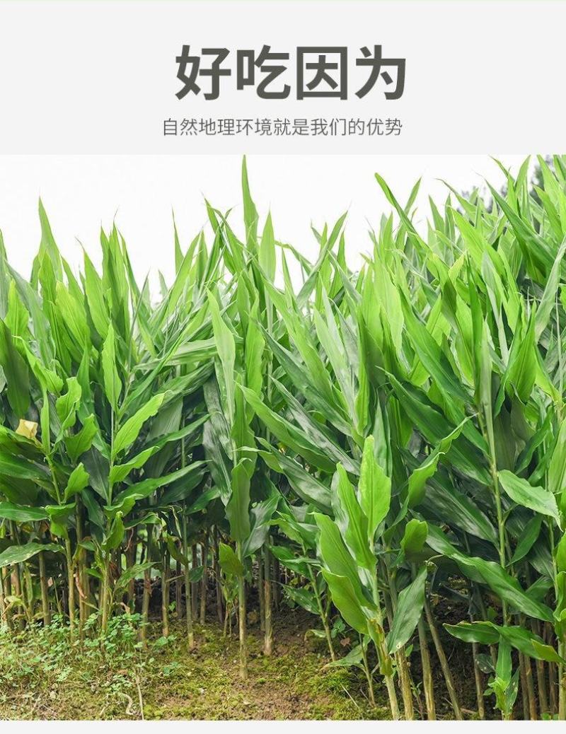 贵州高原洋荷姜