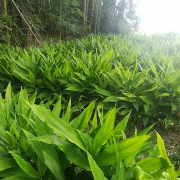 贵州高原洋荷姜