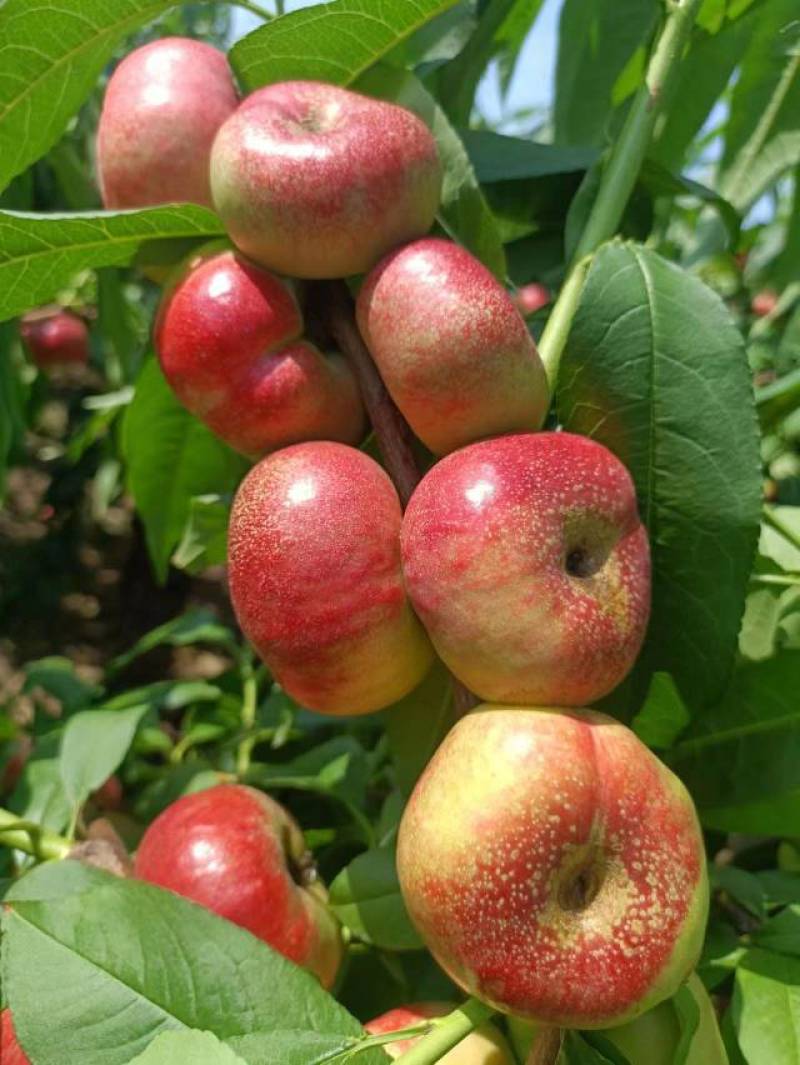 陕西红油蟠（36-3）大量上市供应