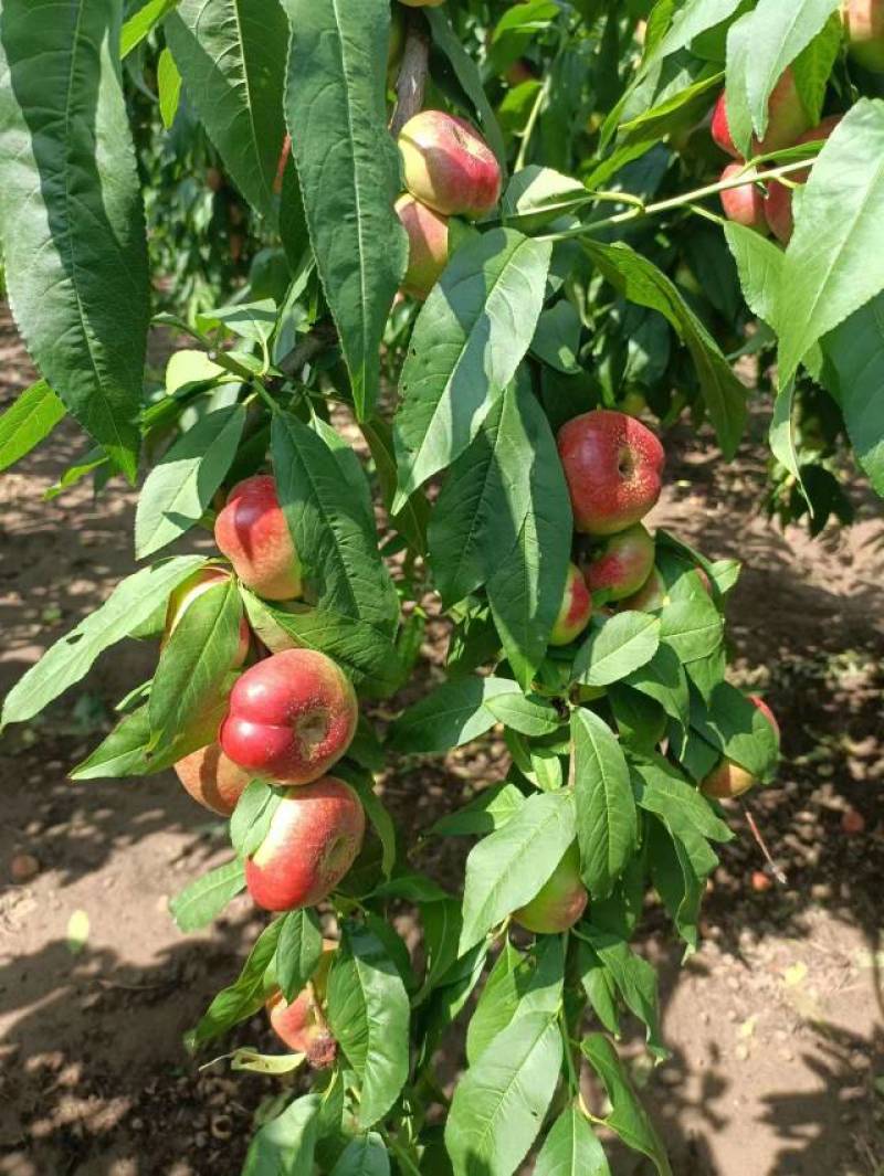 陕西红油蟠（36-3）大量上市供应