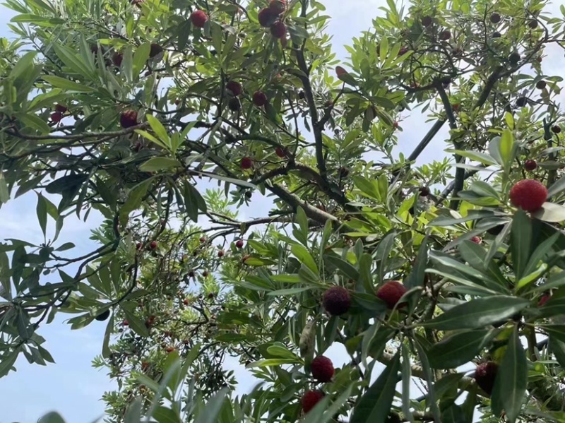 苏州东山乌紫杨梅，杨梅界的天花板