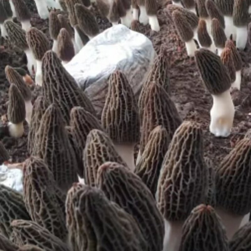 大量供应羊肚菌母种原种栽培种提前预定包教技术欢迎广大客户