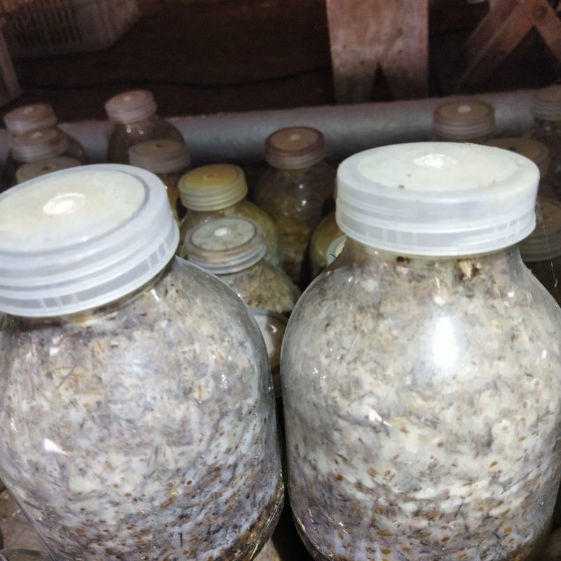 大量供应羊肚菌母种原种栽培种提前预定包教技术欢迎广大客户