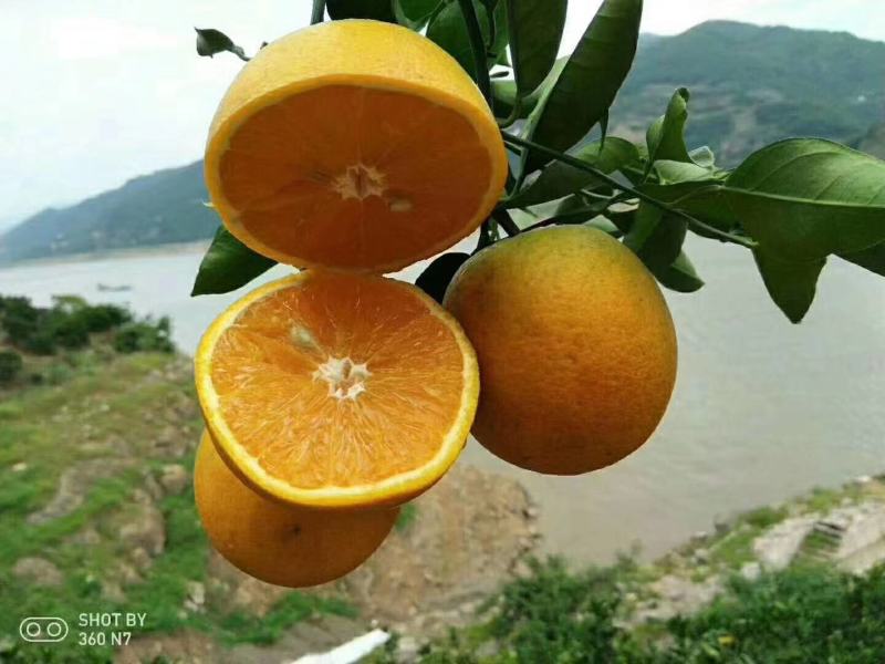 秭归橙子、精品夏橙鲜嫩多汁、产地直销、视频看货