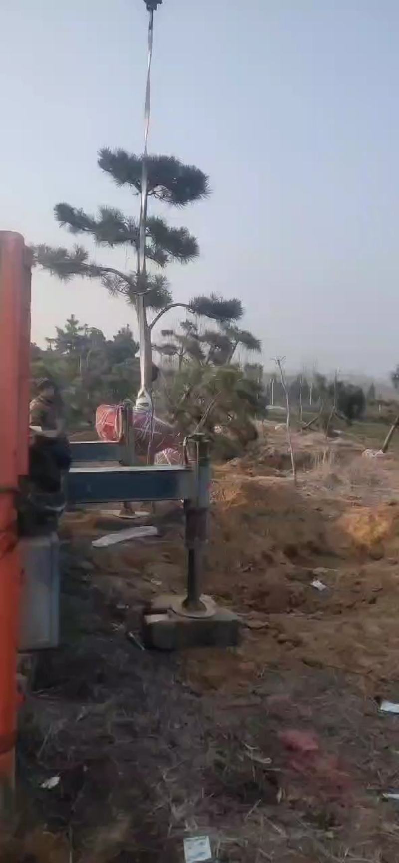 专业供应侧柏，产地直发，现挖现发，量大从优
