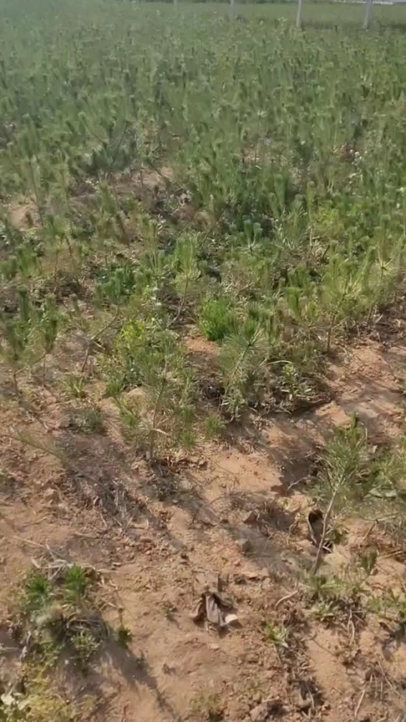 专业供应侧柏，产地直发，现挖现发，量大从优