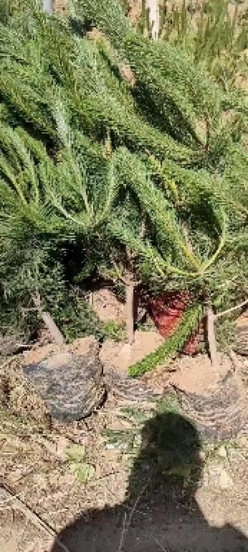 专业供应侧柏，产地直发，现挖现发，量大从优