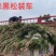 专业供应侧柏，产地直发，现挖现发，量大从优