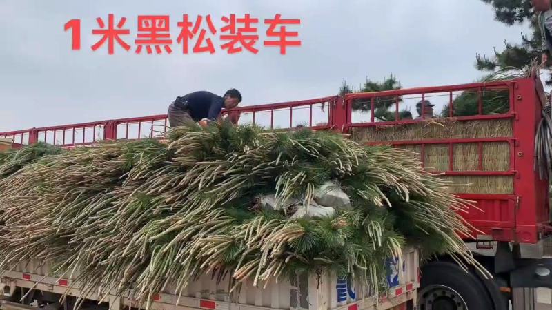 专业供应侧柏，产地直发，现挖现发，量大从优