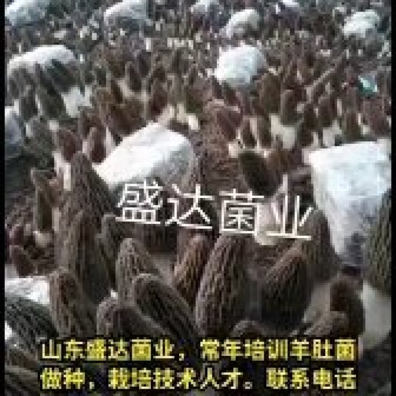 大量供应羊肚菌母种原种栽培种提前预定包教技术欢迎广大客户