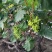 甜