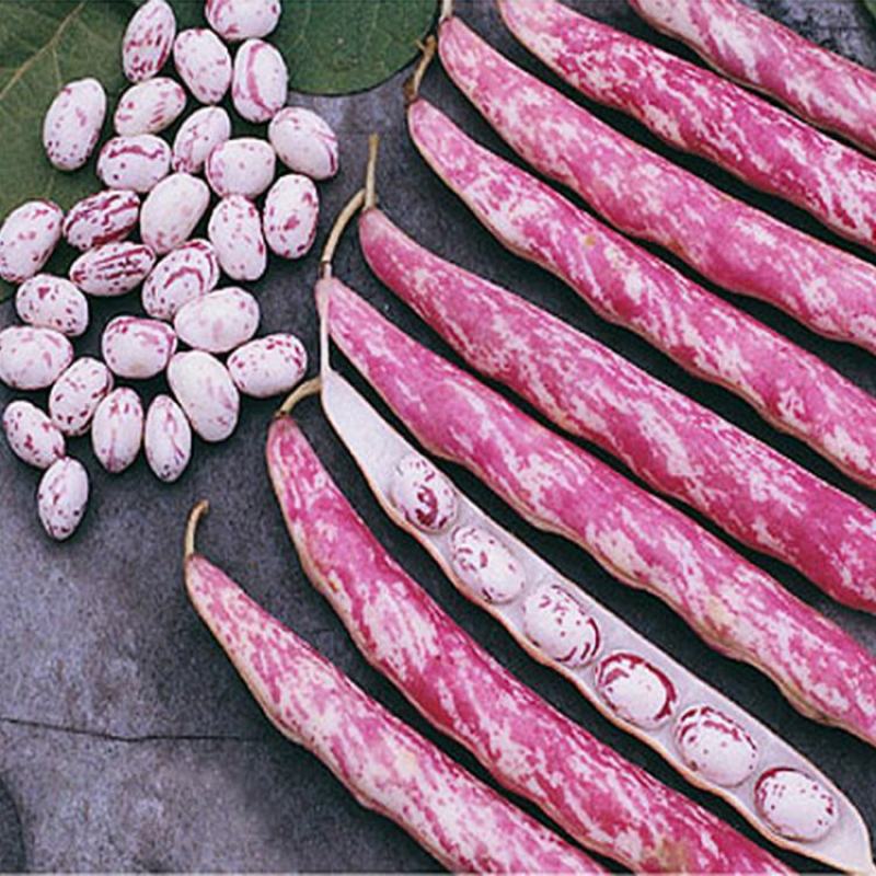 饭豆种子，食米豆，无蔓雀蛋豆，油豆，四季豆种，无蔓四季豆