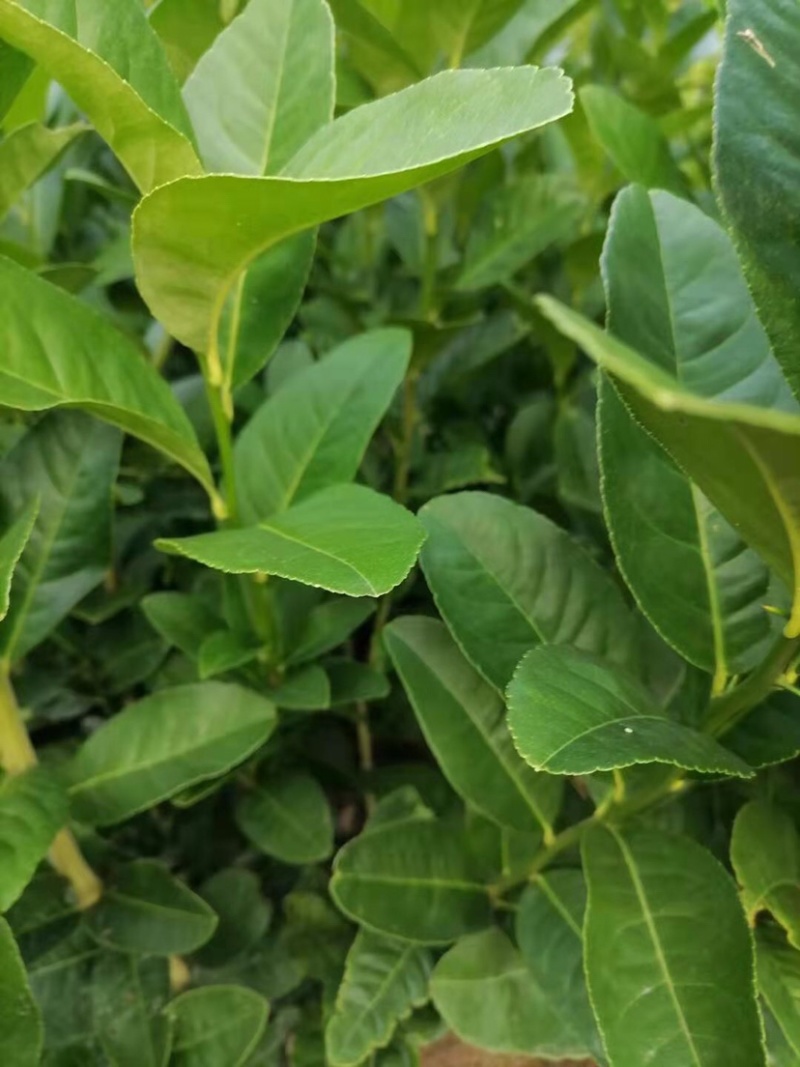 佛手苗广东盆栽佛手柑苗金佛手苗木香橼树苗药材用果苗