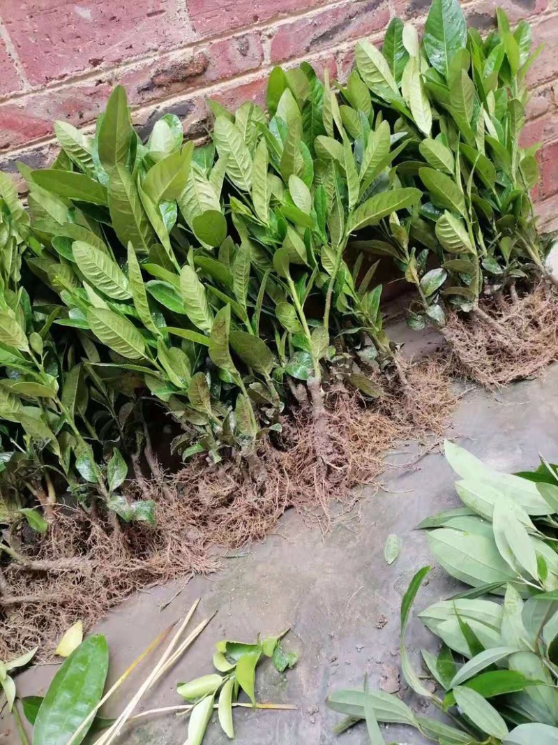 佛手苗广东盆栽佛手柑苗金佛手苗木香橼树苗药材用果苗