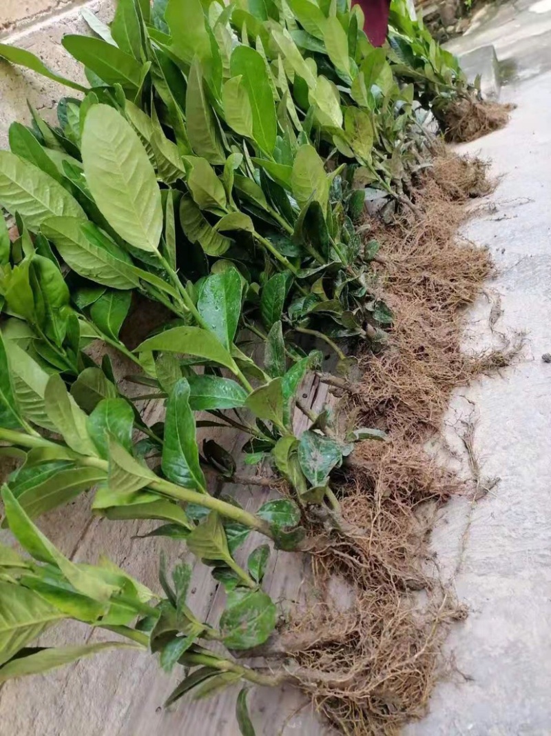 佛手苗广东盆栽佛手柑苗金佛手苗木香橼树苗药材用果苗
