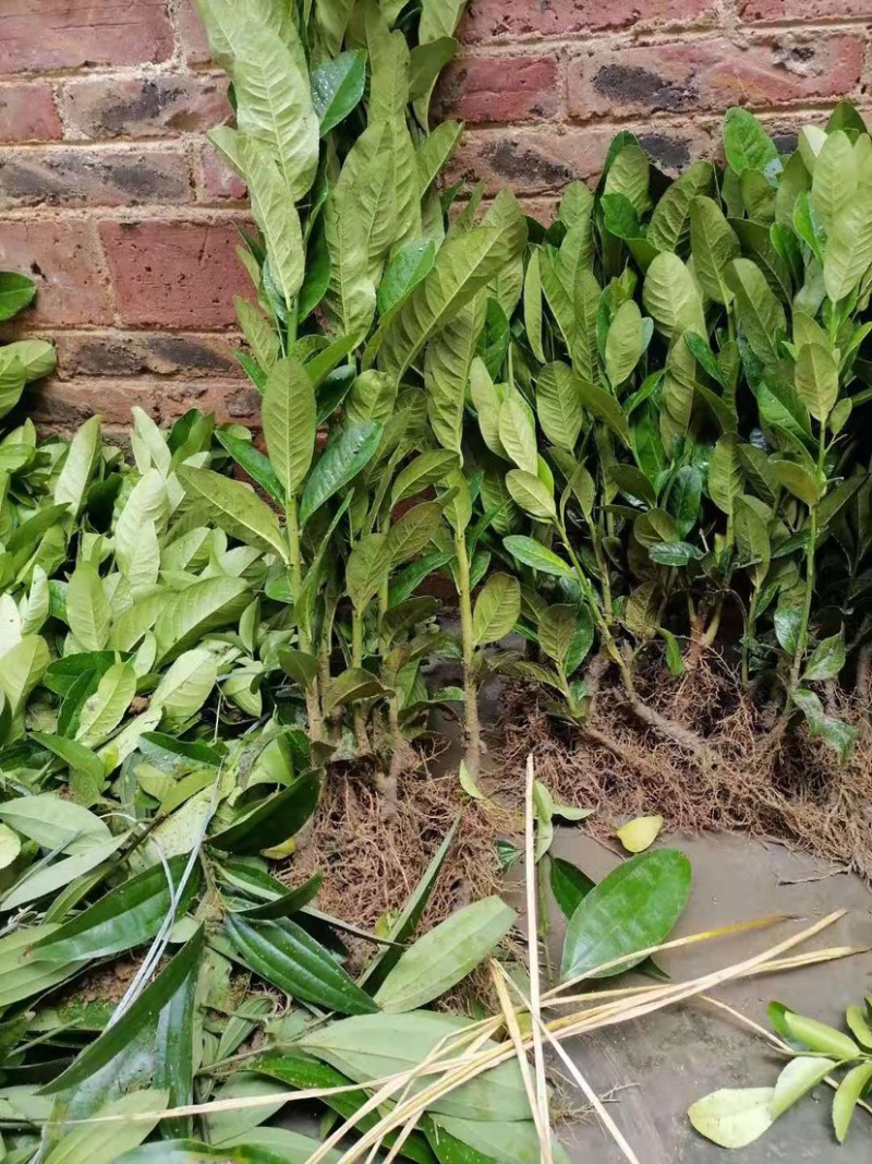 佛手苗广东盆栽佛手柑苗金佛手苗木香橼树苗药材用果苗