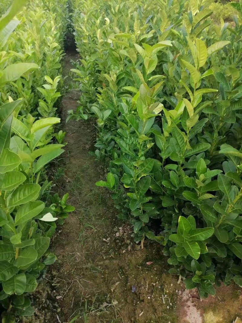 佛手苗广东盆栽佛手柑苗金佛手苗木香橼树苗药材用果苗