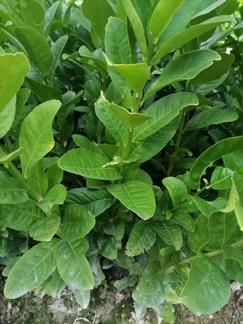 佛手苗广东盆栽佛手柑苗金佛手苗木香橼树苗药材用果苗