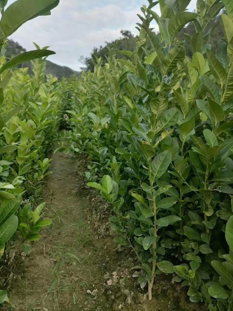 佛手苗广东盆栽佛手柑苗金佛手苗木香橼树苗药材用果苗