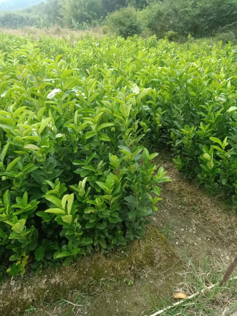佛手苗广东盆栽佛手柑苗金佛手苗木香橼树苗药材用果苗
