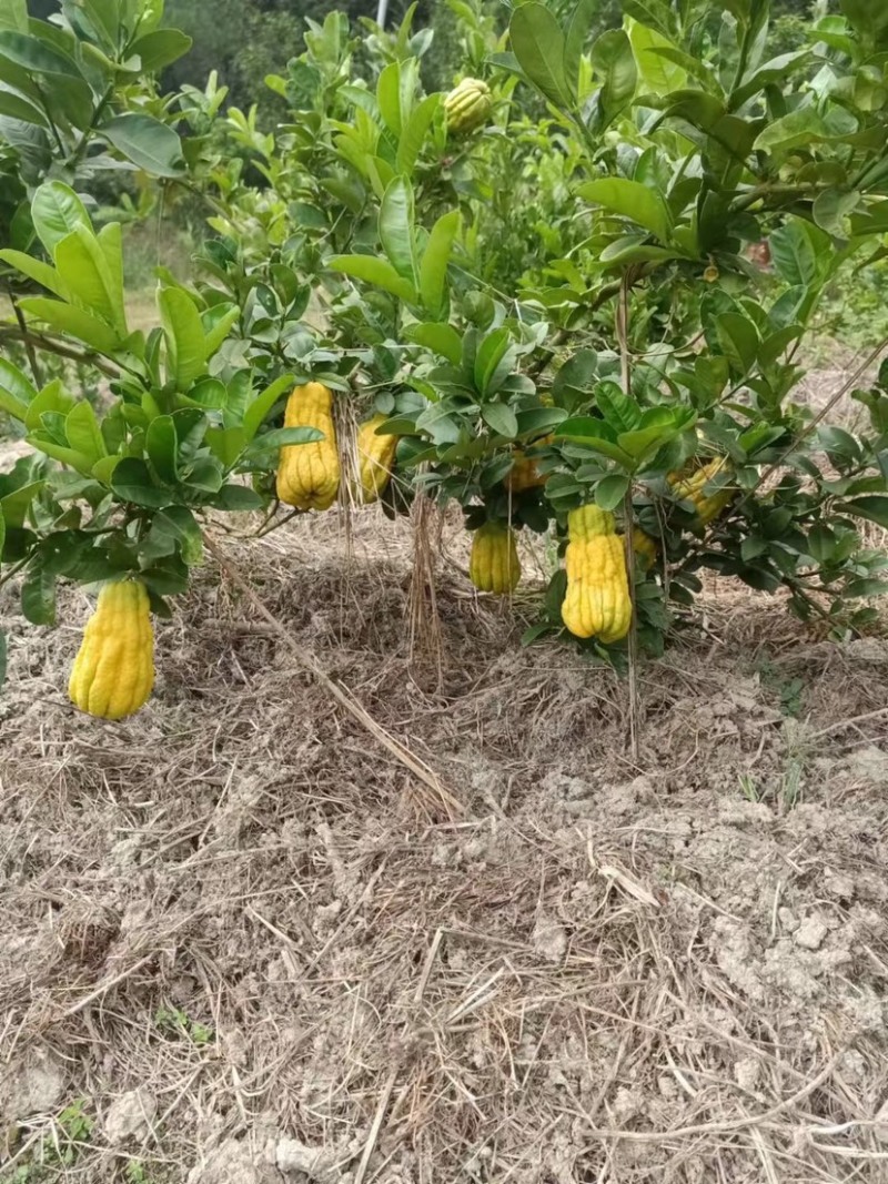 佛手苗广东盆栽佛手柑苗金佛手苗木香橼树苗药材用果苗
