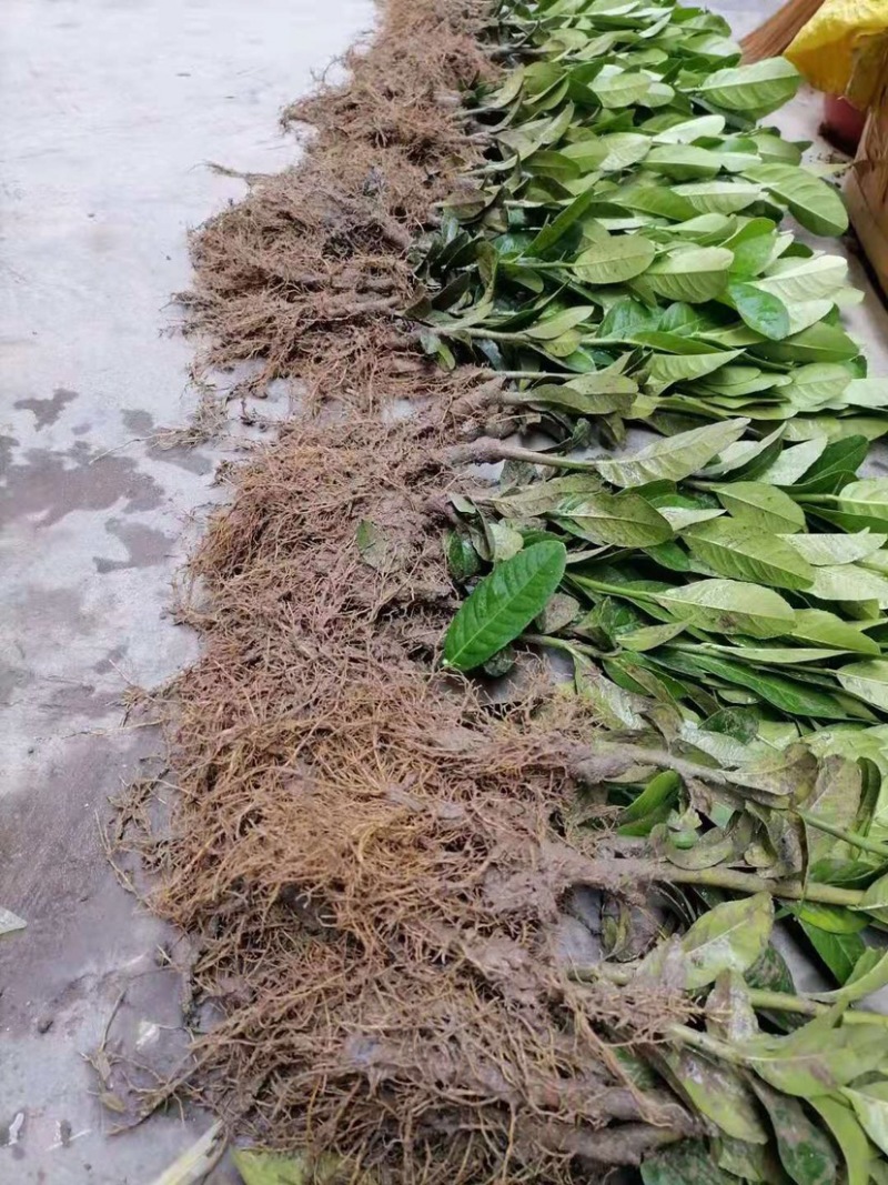 佛手苗广东盆栽佛手柑苗金佛手苗木香橼树苗药材用果苗