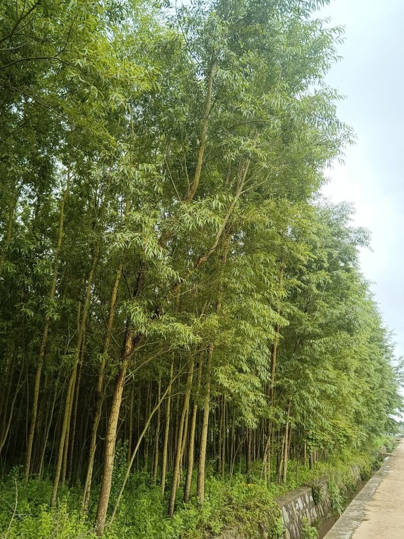 优质竹柳树苗，量大从优。观迎采购。