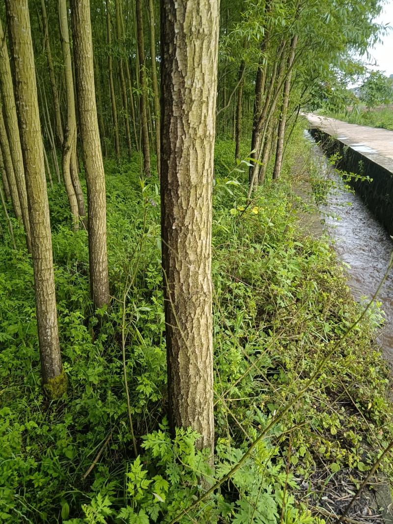 优质竹柳树苗，量大从优。观迎采购。