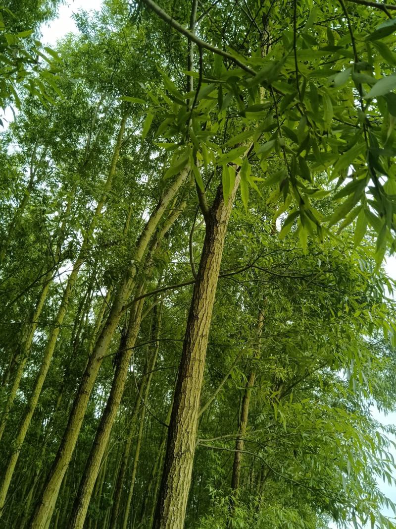 优质竹柳树苗，量大从优。观迎采购。