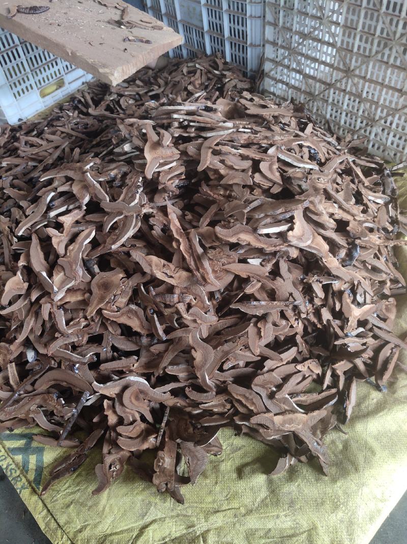 紫灵芝片精品量大优惠