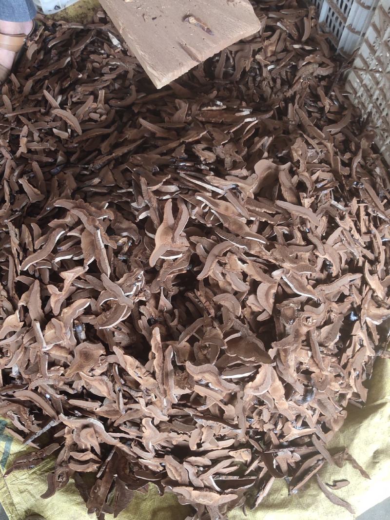 紫灵芝片精品量大优惠