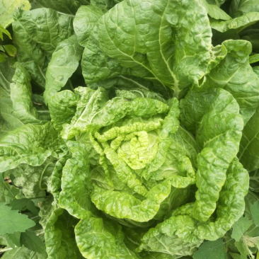 黄心菜