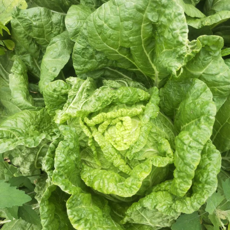 黄心菜