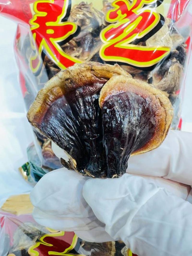 长白山金边灵芝自然晒干长白山金边灵芝煲汤泡酒炖肉