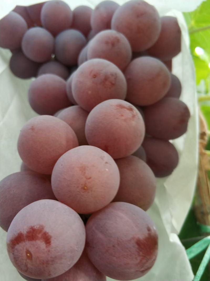 红提葡萄，云南大理宾川，产地直供，口感嘎嘎的，一件代发