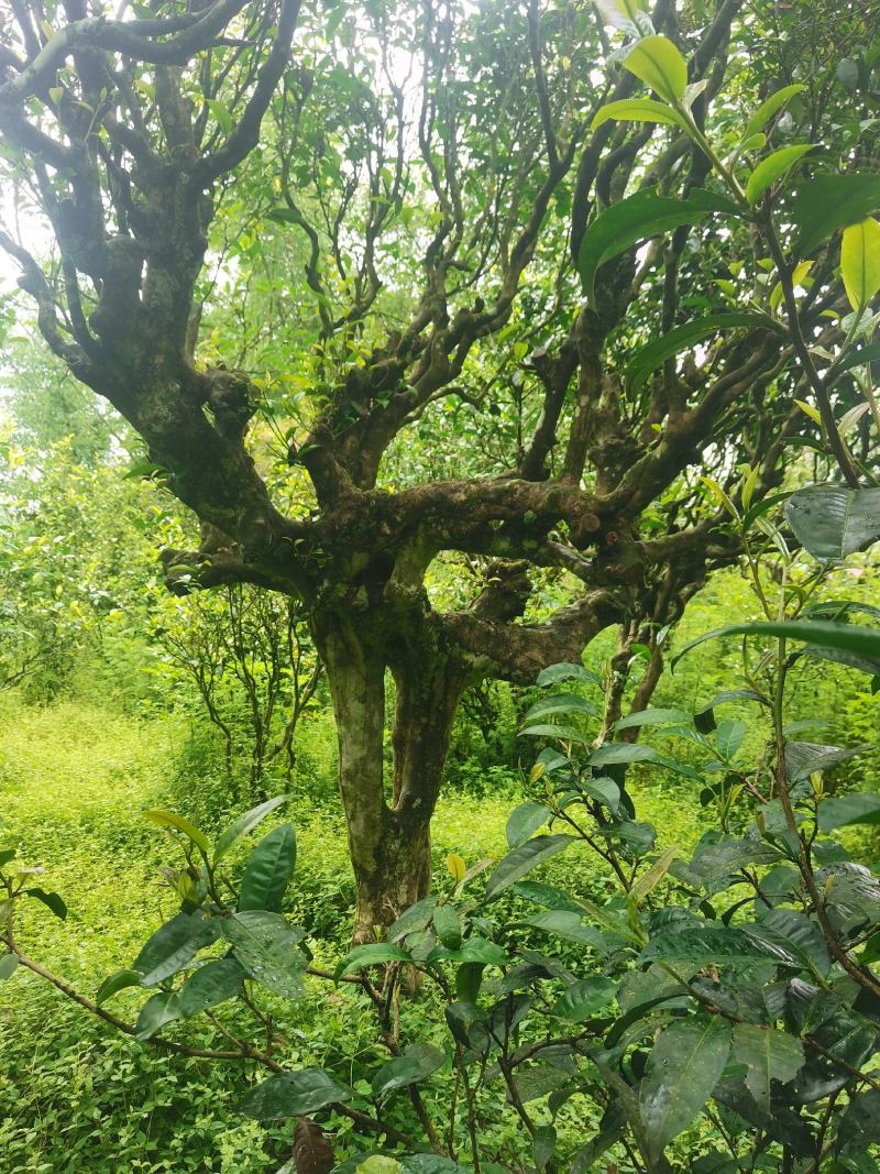 正宗百年古树茶