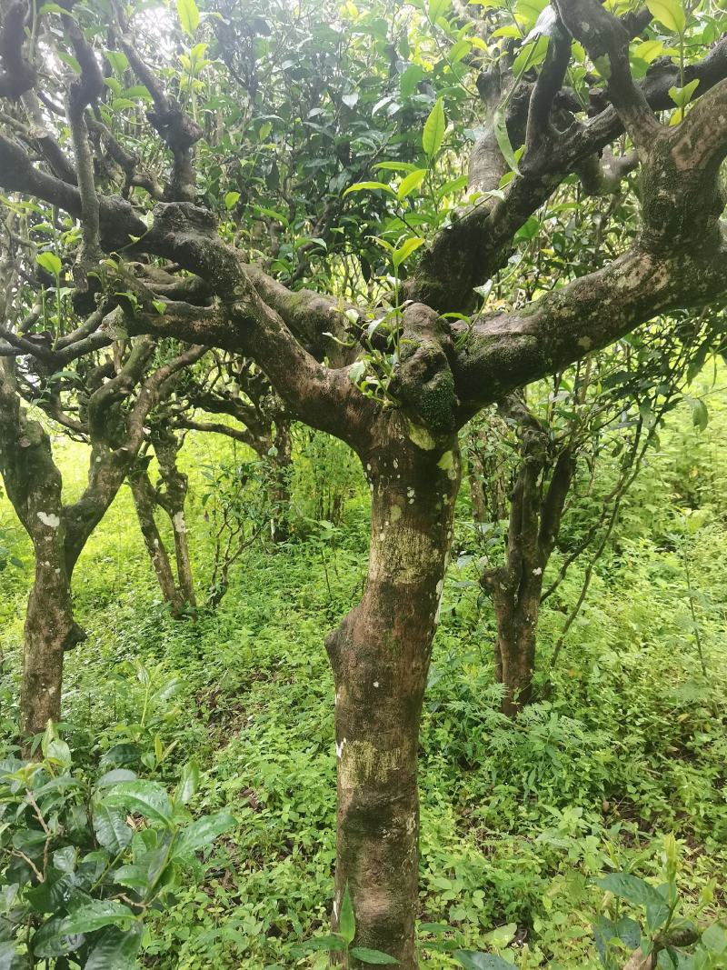 正宗百年古树茶