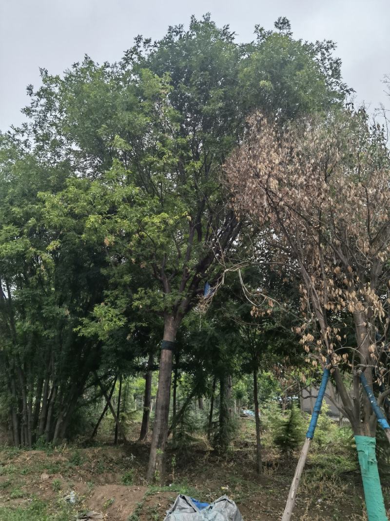 苗圃熟货