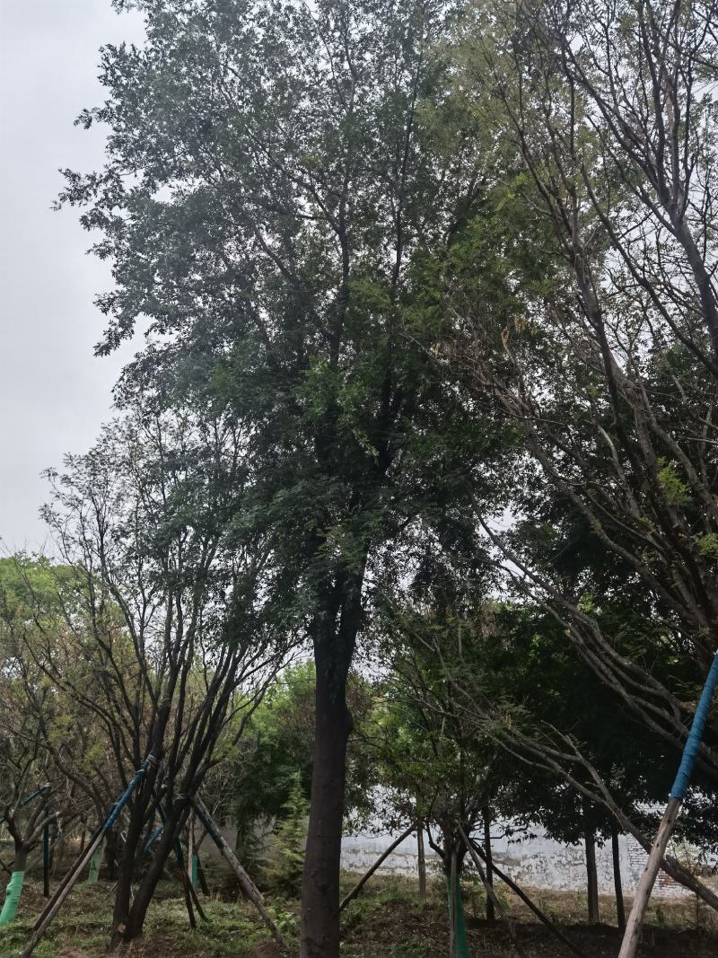 苗圃熟货