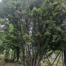 苗圃熟货