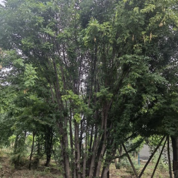 苗圃熟货